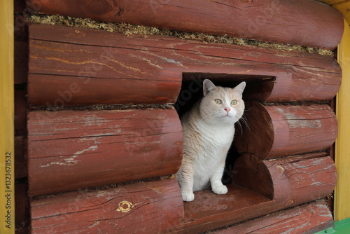 A fat ginger cat sits in an old log pet house. 