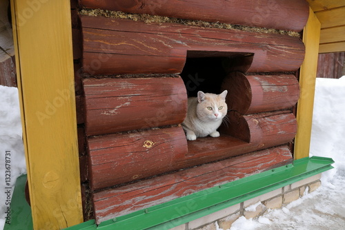 A fat ginger cat sits in an old log pet house next to a snowdrift. 
