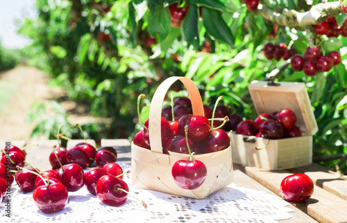 Still life of cherries in wicker basket on table in garden