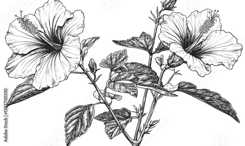 Detailed hibiscus flowers and leaves vector, linear style, icons set.
