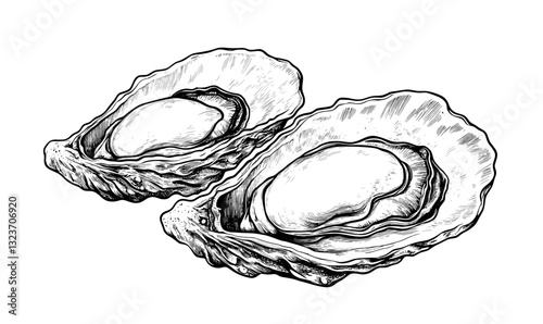 Hand drawn oyster shells vector, linear style, icons set.