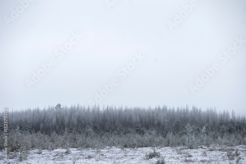 Wallpaper Mural Foggy winter landscape with snowy pines forest and trees in the foreground Torontodigital.ca