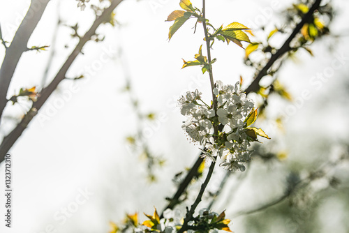 branch of a tree with yellow flowers