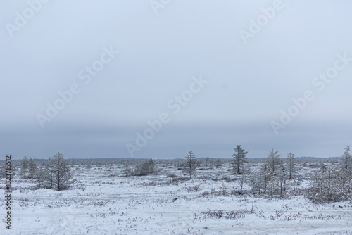 Wallpaper Mural Frozen swamp and covered with snow. Old dry swamp pines. Winter landscape with frozen lake and snow-covered trees in the background Torontodigital.ca