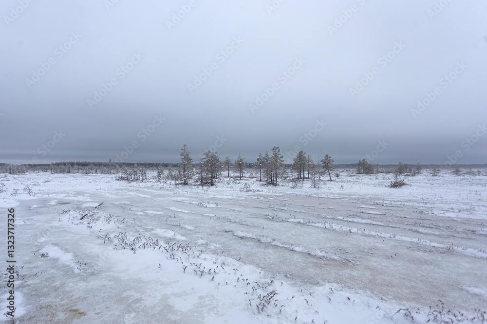 Frozen swamp and covered with snow. Old dry swamp pines. Winter landscape with frozen lake and snow-covered trees in the background Frozen swamp and covered with snow. Old dry swamp pines. Winter landscape with frozen lake and snow-covered trees in the background