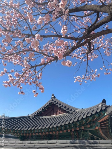 Photography 창덕궁 벚꽃