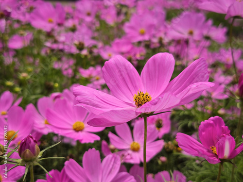 Bright pink cosmos flowers in full bloom with yellow centers in a garden, close-up, Canada