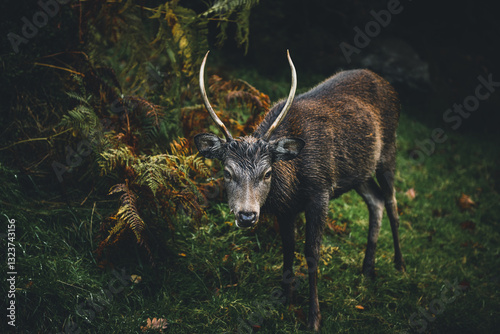 Deer in Ireland, Wicklow