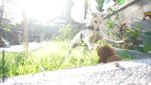 Two dogs are playing in green grass during sunny day.