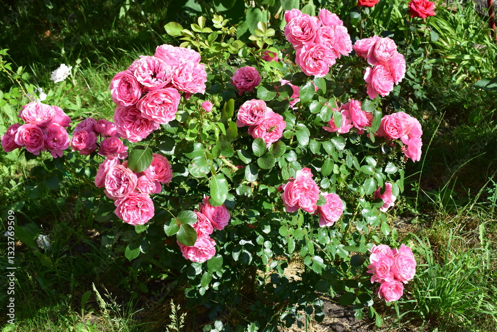 A cluster of vibrant pink roses with lush green leaves, likely in a garden setting. Vibrant Pink Rose Cluster A cluster of vibrant pink roses with lush green leaves, likely in a garden setting. Vibrant Pink Rose Cluster