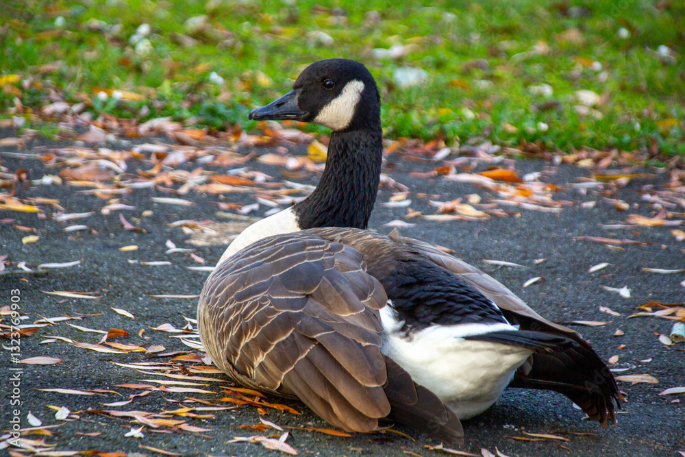 Fototapeta premium Canadian geese, birds North America nibbling on green grass in quiet field, Canada geese enjoying green pasture, Natural grazing behavior
