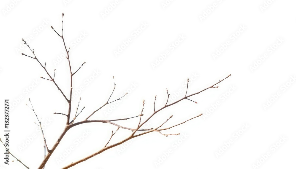 Delicate, bare branches isolated against a pure white backdrop, bare, flora Delicate, bare branches isolated against a pure white backdrop, bare, flora