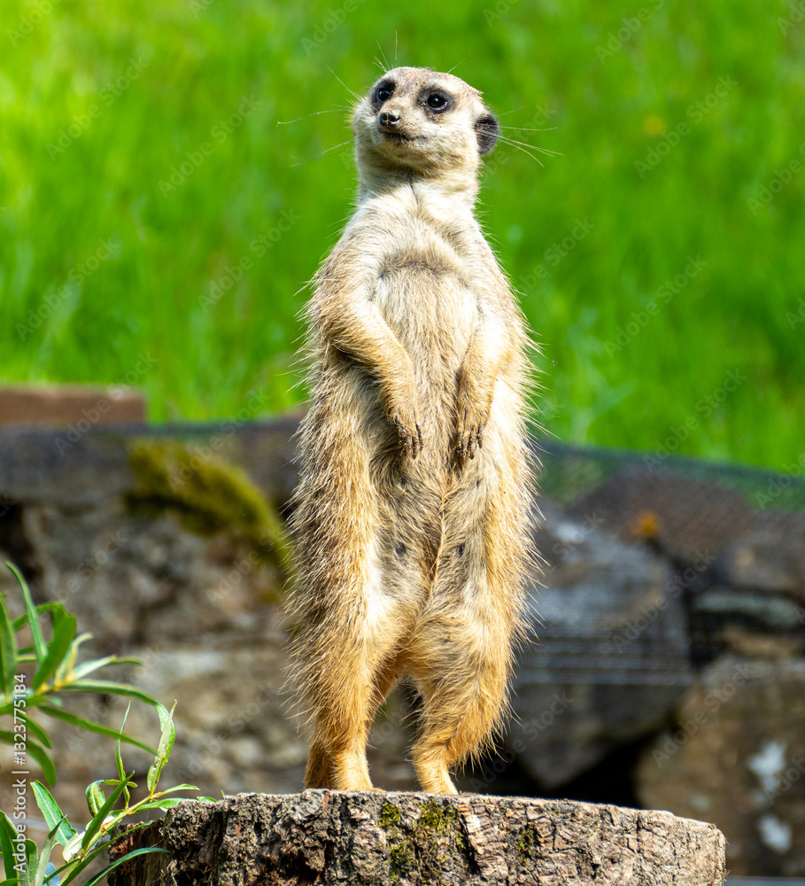 closeup portrait of suricate or meerkat (Suricata suricatta) standing in a zoo in Germany and watching from his lookout