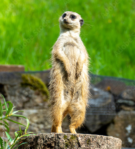 Obraz na płótnie closeup portrait of suricate or meerkat (Suricata suricatta) standing in a zoo in Germany and watching from his lookout w salonie
