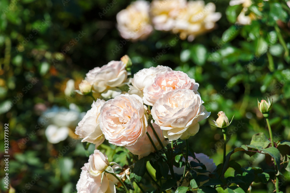 Beautiful blooming rose flowers at the public garden in Boston,, Massachusetts, USA