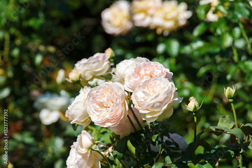 Obraz na płótnie Beautiful blooming rose flowers at the public garden in Boston,, Massachusetts, USA w salonie