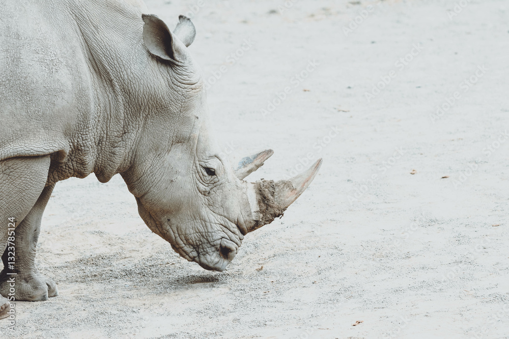 Fototapeta premium rhino in zoo