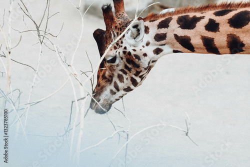 Sticker giraffe in zoo