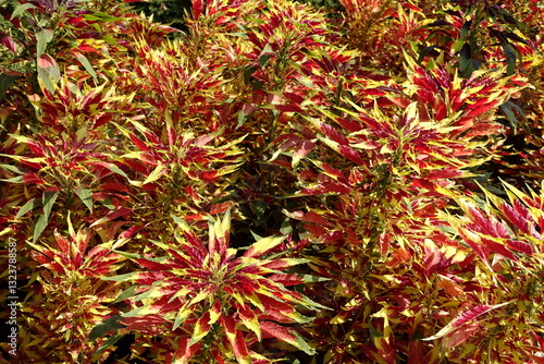 Amaranthus tricolor, colorful leaves in garden or in park.  