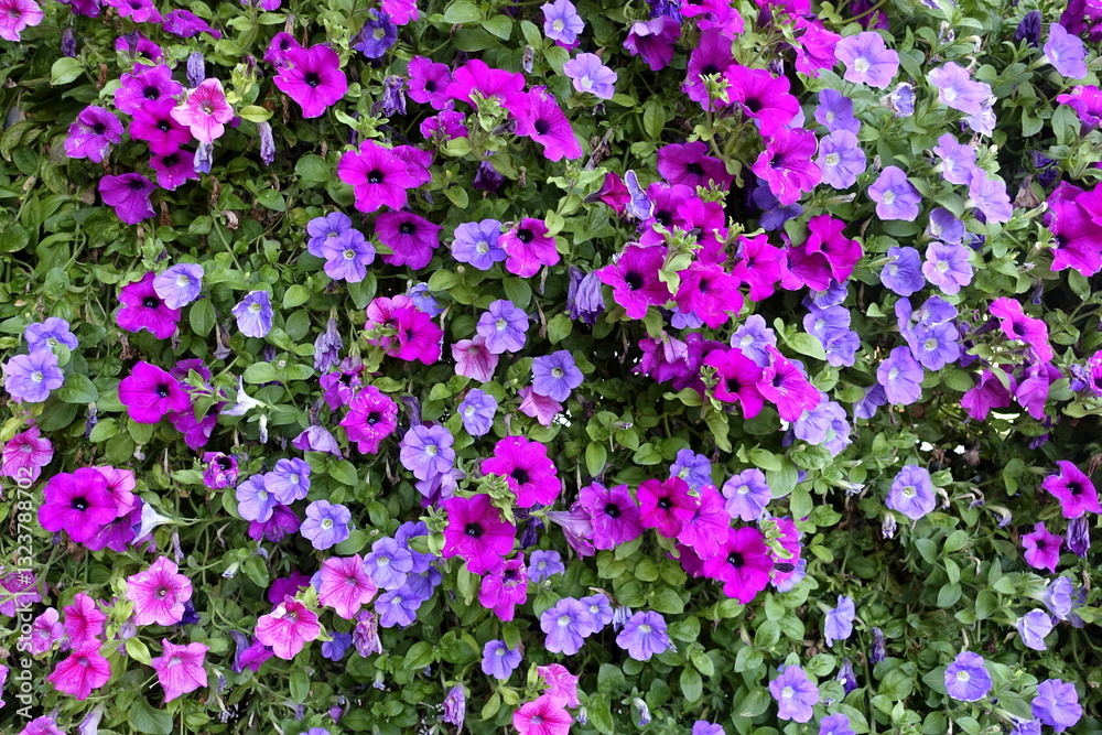 custom made wallpaper toronto digitalPetunia flowers. Petunias mixed colors. Family name Solanaceae. Floral background.