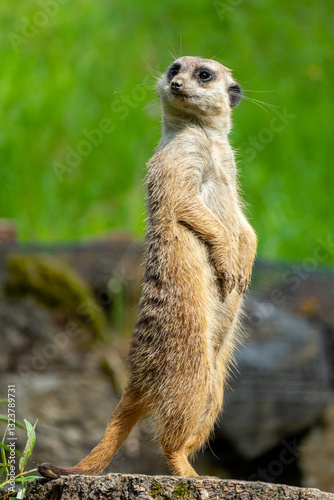 closeup portrait of suricate or meerkat (Suricata suricatta) standing in a zoo in Germany and watching from his lookout