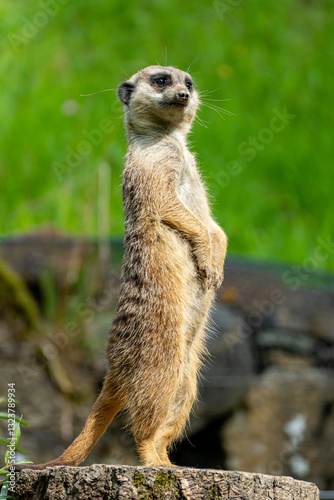 Obraz na płótnie closeup portrait of suricate or meerkat (Suricata suricatta) standing in a zoo in Germany and watching from his lookout w salonie