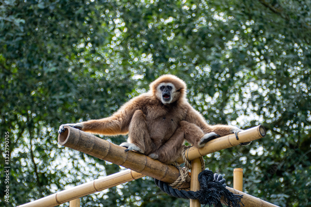 Gibbon (Hylobates) ape sitting on a bamboo tree in a Zoo close to Frankfurt, Germany