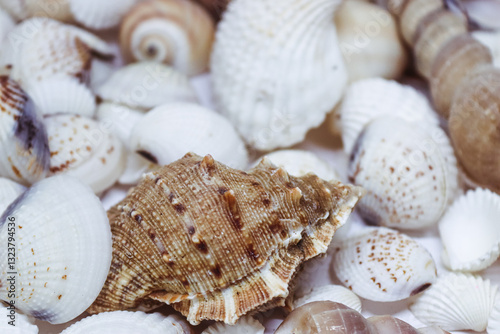 Close-up of seashells, showcasing their intricate textures and natural beauty. Perfect for marine-themed backgrounds, ocean-inspired designs, and evoking a summer, beachy mood. photo