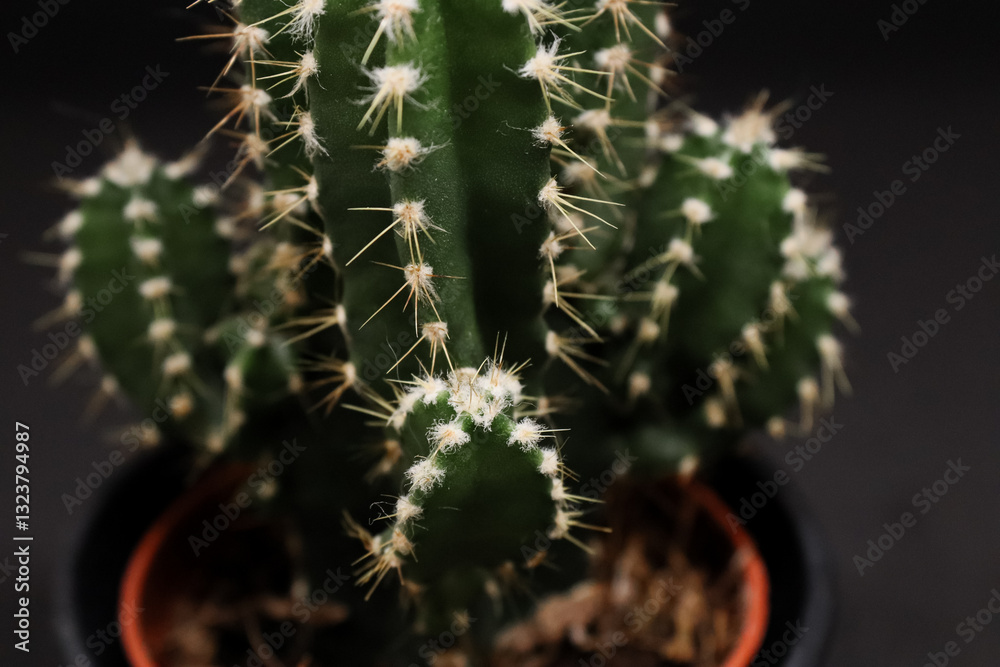 A cactus on a black background, showing its unique texture and spiky appearance. The contrast between the plant and the dark backdrop, perfect for backgrounds, textures, and nature-inspired designs. A cactus on a black background, showing its unique texture and spiky appearance. The contrast between the plant and the dark backdrop, perfect for backgrounds, textures, and nature-inspired designs.