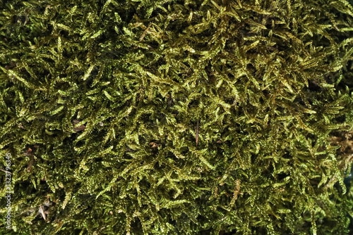 Green moss close-up, texture and narural color. A natural background, freshness, and organic texture to designs, with a focus on the surrounding environment and nature.