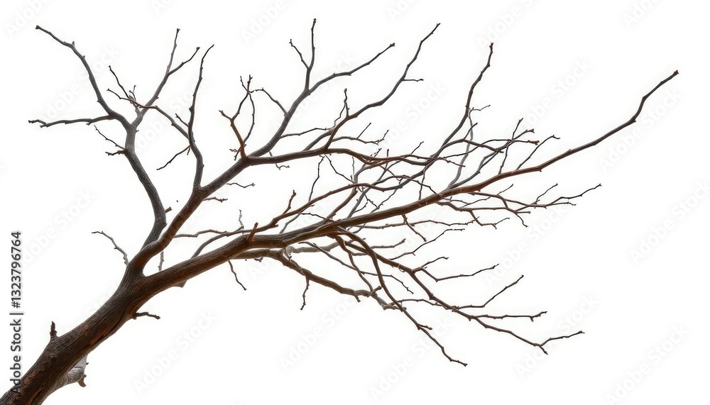 Fototapeta premium Bare, twisted branches isolated on pure white backdrop, rustic, branches