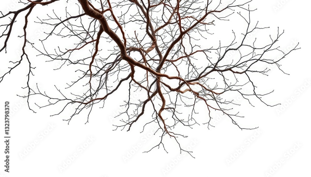 Fototapeta premium Delicate, intertwined tree branches isolated on pure white background, element, limb