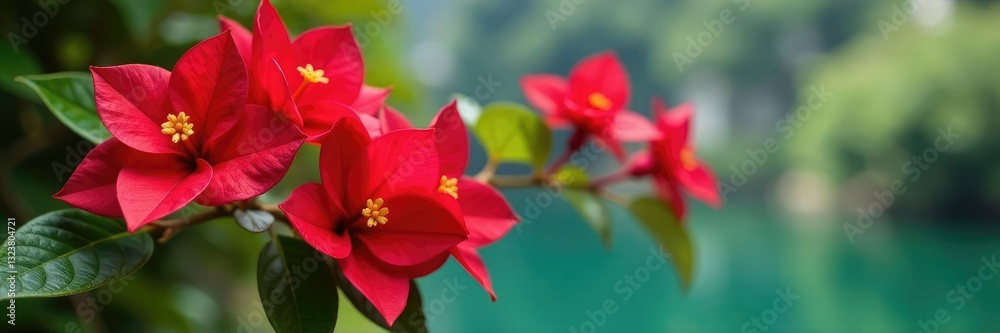 Pisonia Bougainvillea glabra Ti stems with leaves, leaves, stems, tropical Pisonia Bougainvillea glabra Ti stems with leaves, leaves, stems, tropical