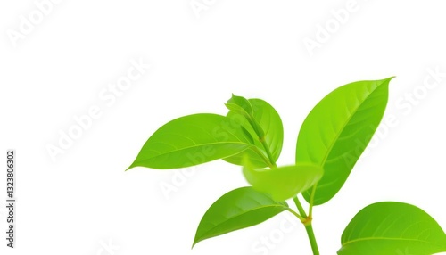 Single vibrant green plant, isolated on pure white background, sprout, design element