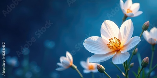 Swirling white petals radiate gentle light amidst a midnight blue sky, flowers, delicate, stellar
