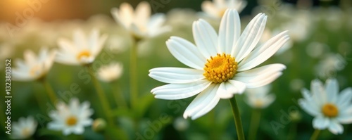 White petals with golden centers blooming in a flower bed, blooms, flower bed