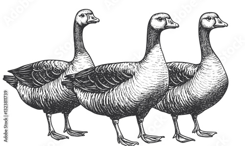 Three geese in black and white, flat style animal icons set, vector.