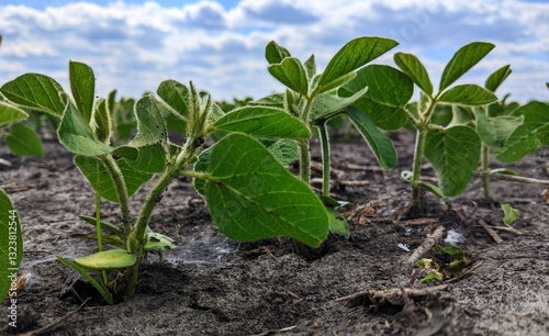 Soybean fields - under a changing cloudy sky, the sun is starting to bloom, the phase of the beginning of a new harvest. Beginning of flowering