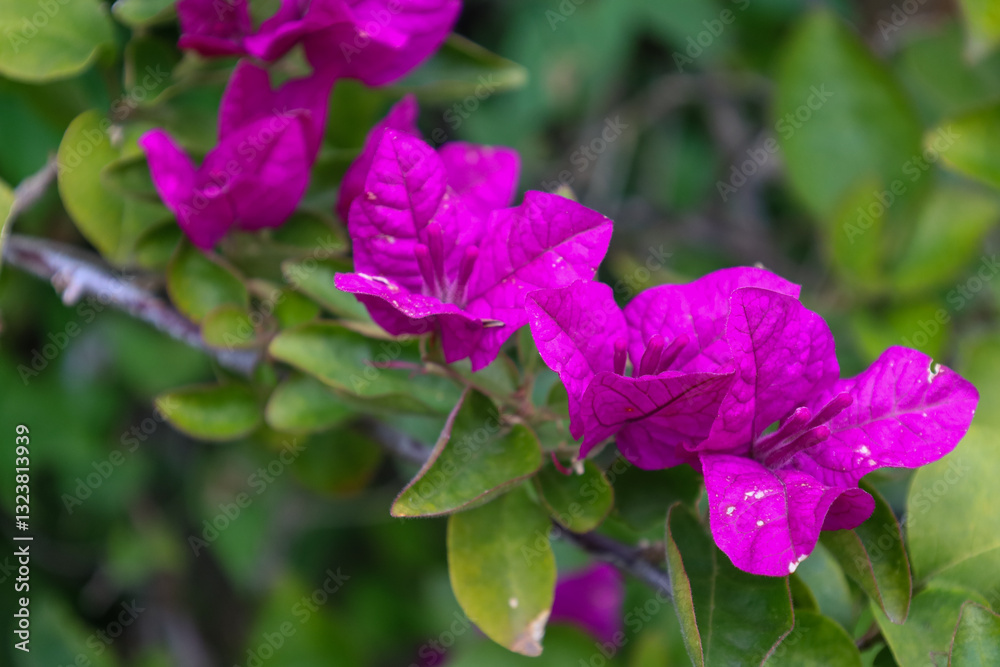 purple, pink, violet, flower, flora, blooming, spring, plant, nature, garden, summer, close-up, petal, season, bloom, flowers, petals, springtime, floral, blossom, grass, leaf, leaves, macro, color, purple, pink, violet, flower, flora, blooming, spring, plant, nature, garden, summer, close-up, petal, season, bloom, flowers, petals, springtime, floral, blossom, grass, leaf, leaves, macro, color,