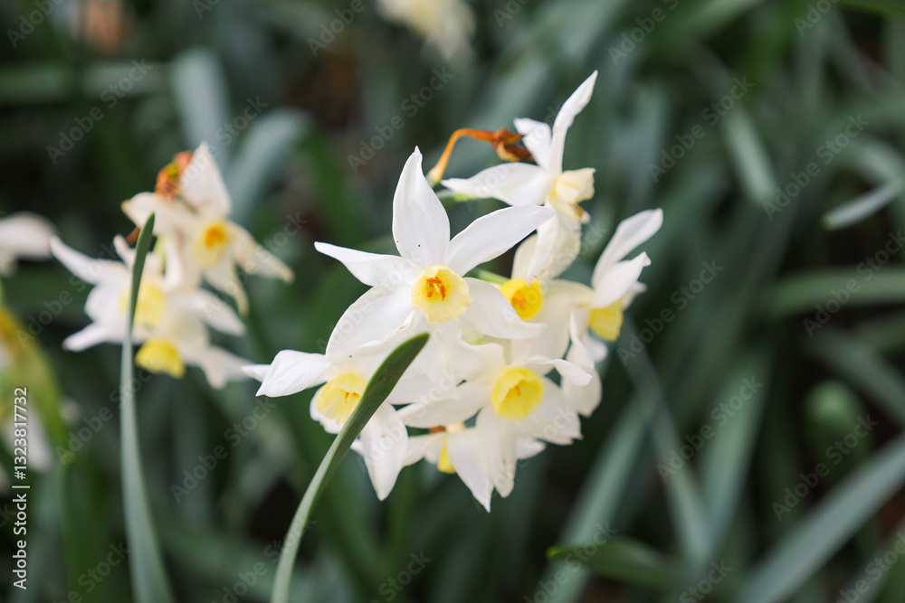 narcissus, yellow, white, flower, flora, blooming, spring, plant, nature, garden, summer, close-up, petal, season, bloom, flowers, petals, springtime, floral, blossom, grass, leaf, leaves, macro, narcissus, yellow, white, flower, flora, blooming, spring, plant, nature, garden, summer, close-up, petal, season, bloom, flowers, petals, springtime, floral, blossom, grass, leaf, leaves, macro,