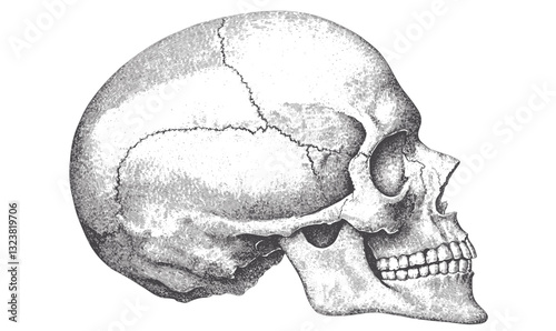 Human skull side view, anatomical flat icons set, vector.