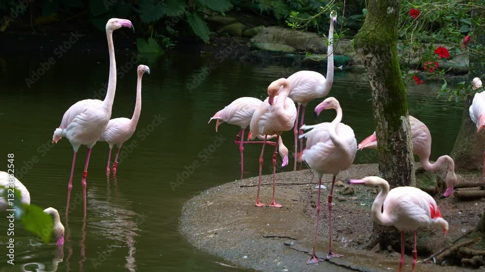 A flock of Greater Flamingos (Phoenicopterus roseus) stands along the shore and in shallow waters, some individuals stretching their necks, one flapping its wings and performing a courtship dance. A flock of Greater Flamingos (Phoenicopterus roseus) stands along the shore and in shallow waters, some individuals stretching their necks, one flapping its wings and performing a courtship dance.