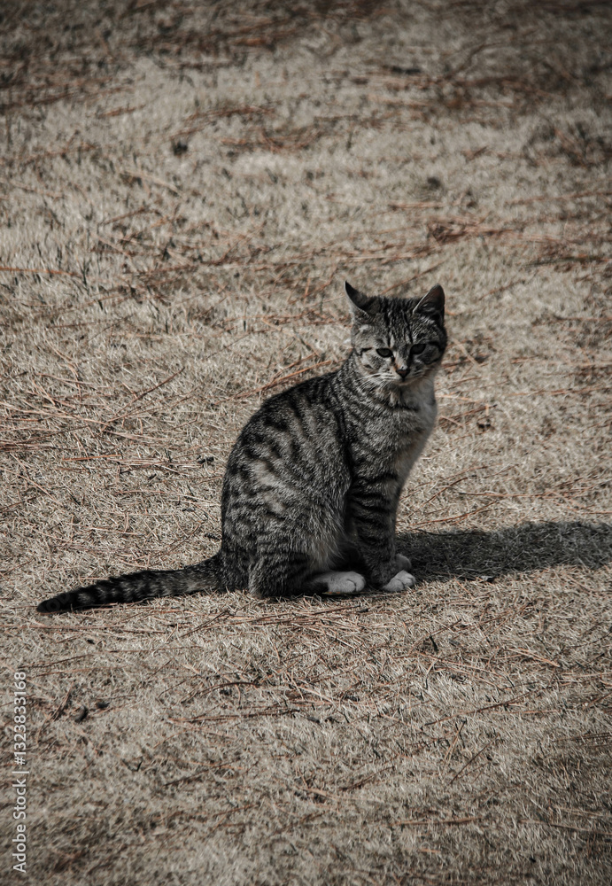 Obraz premium cat