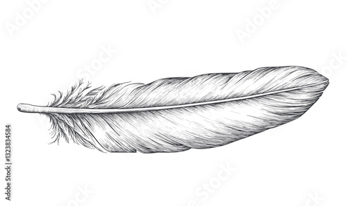 Detailed feather drawing in linear style, nature illustration icons set, vector.
