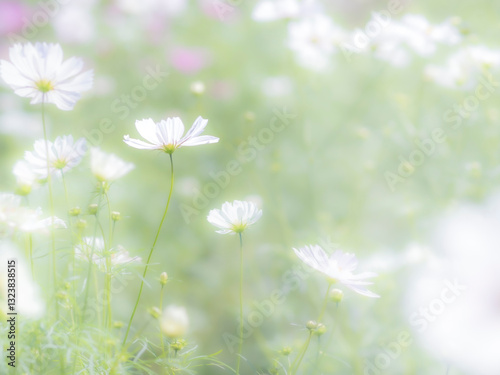 秋の公園や花壇を彩るコスモスのある風景。背景。自然風景素材。眩しい日差しでボケた景色。ぼんやりした花畑のイメージ。