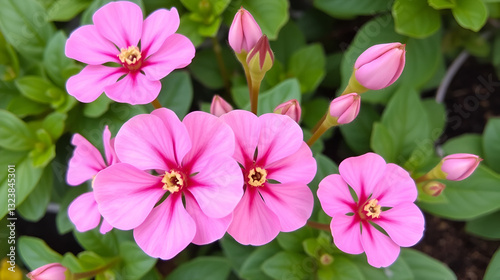 Set of pink calanchoe flowers and buds