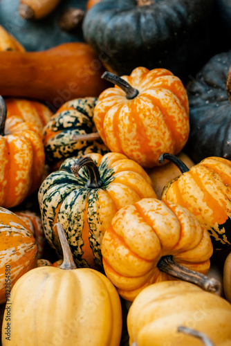 Autumn pumpkins and gourds on the market and ground during harvest season with fall decorations and festive colors