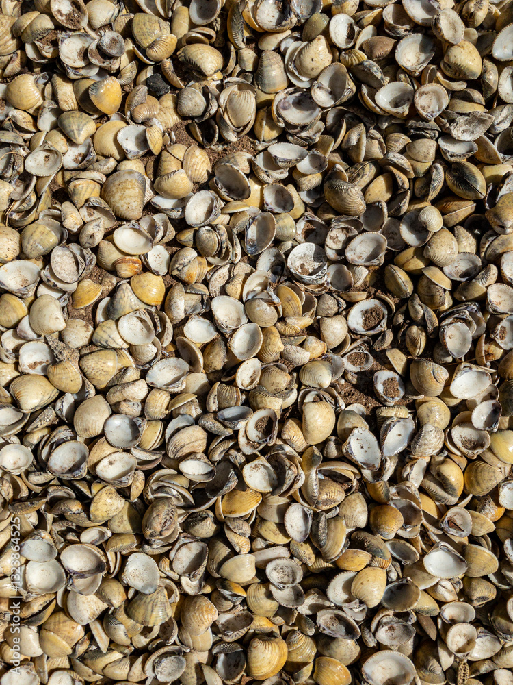 Seashell Texture Coastal Natural Pattern Beach Treasures Ocean Life Artistic Background Seashell Texture Coastal Natural Pattern Beach Treasures Ocean Life Artistic Background