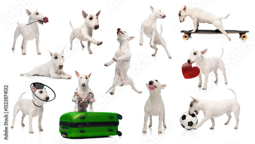 Canvas Print Collage of playful Bull Terriers performing tricks, posing, and interacting with props isolated against white studio background