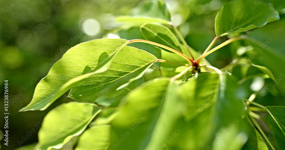 A closeup view of vibrant green leaves illuminated by natural sunlight in the environment A closeup view of vibrant green leaves illuminated by natural sunlight in the environment